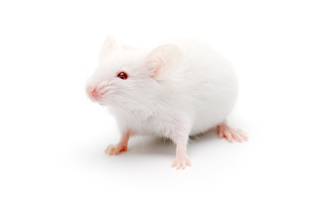 Researchers made old mice live longer using blood from young mice
