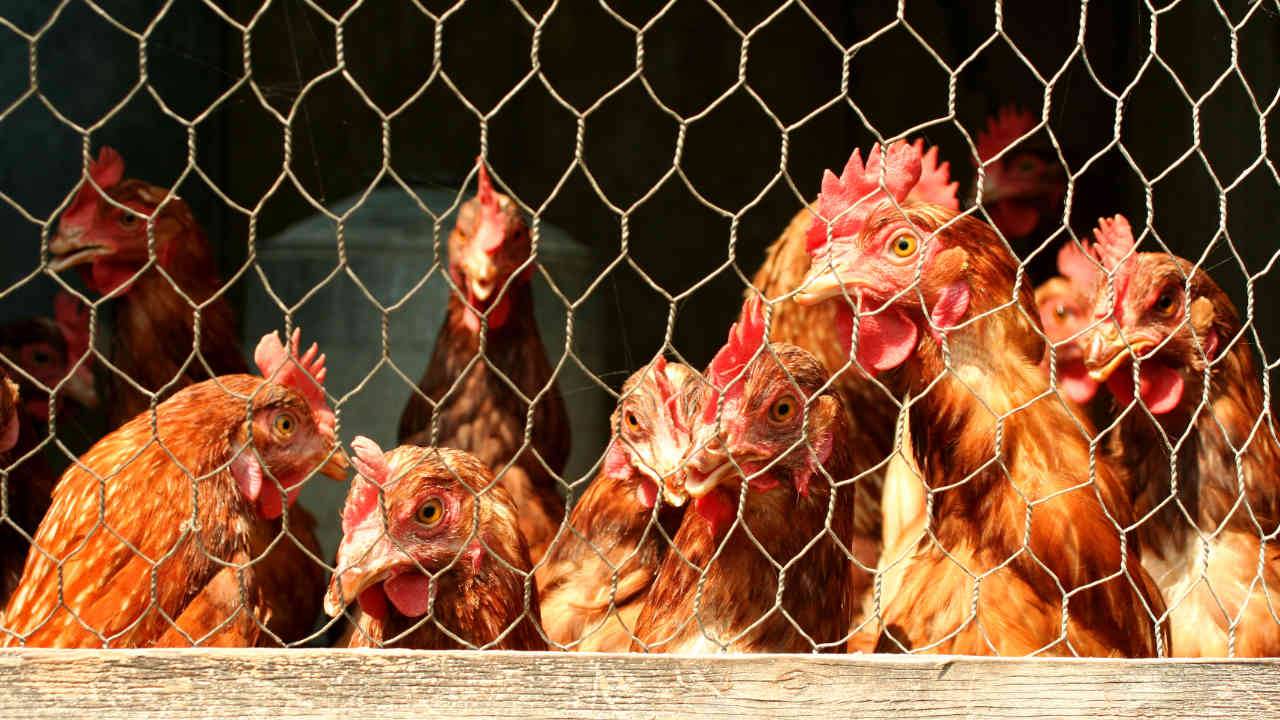 Backyard Chickens Are Fueling Major Salmonella Outbreaks Across Us