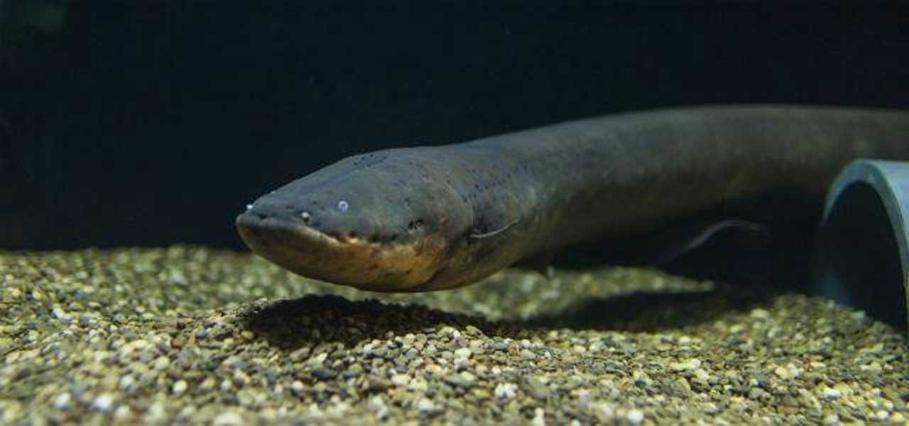 New electric eel species produces 840V discharge - SlashGear