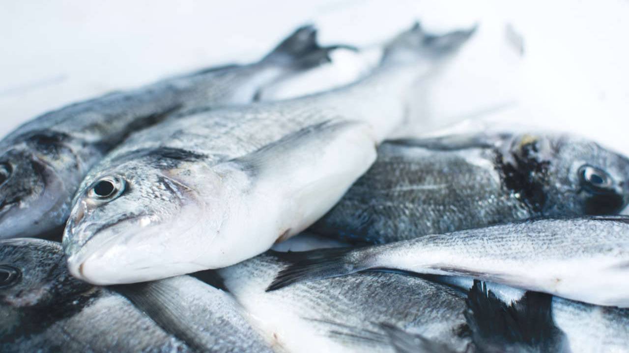 Climate change threatens fatty acid essential for brain health