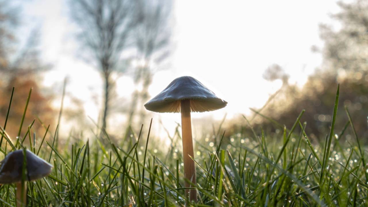 DARPA seeks psychedelic drugs that don’t cause hallucinations