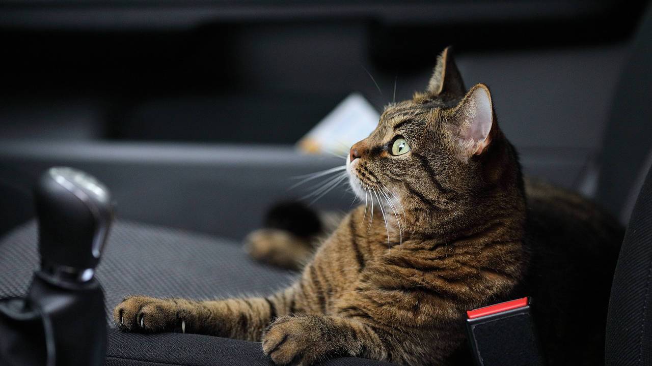 Uber Pet will make it easier to ride with animals starting October 16