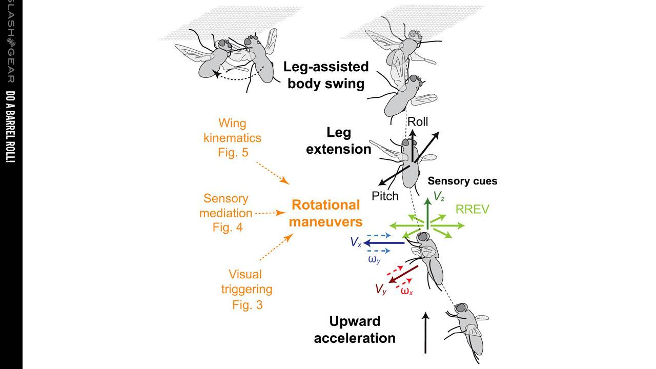 Study Shows How A Fly Lands On A Ceiling With Slo Mo Video