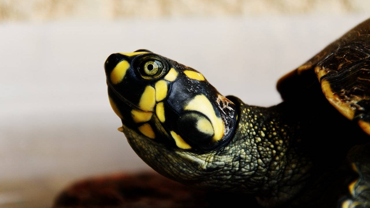 CDC warns against kissing and snuggling turtles over salmonella risk