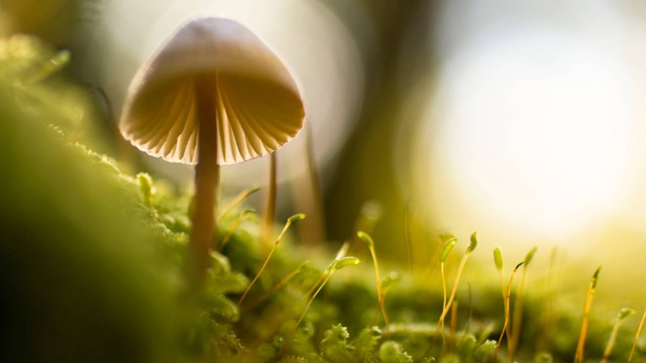 Another company gets FDA designation to treat depression with psilocybin