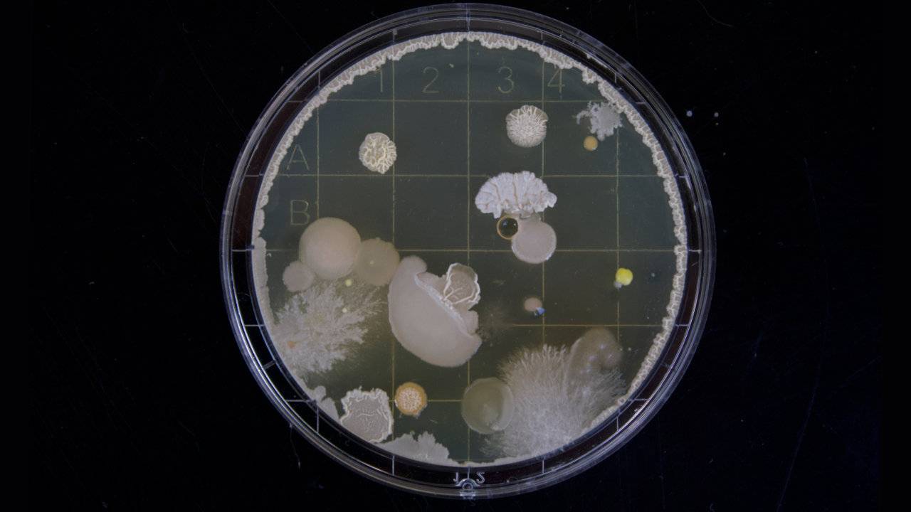 DARPA project seeks bacteria that can detect hidden bombs