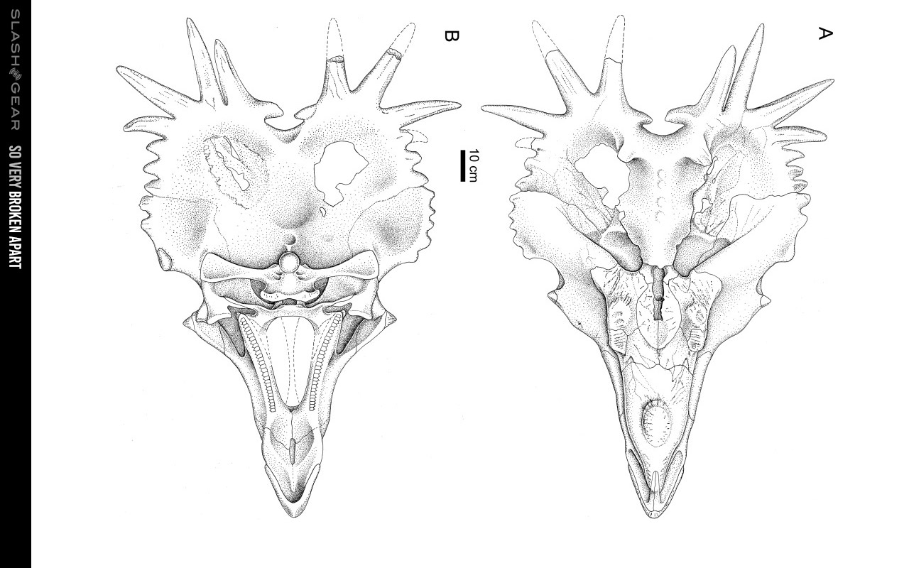 dino with hard skull