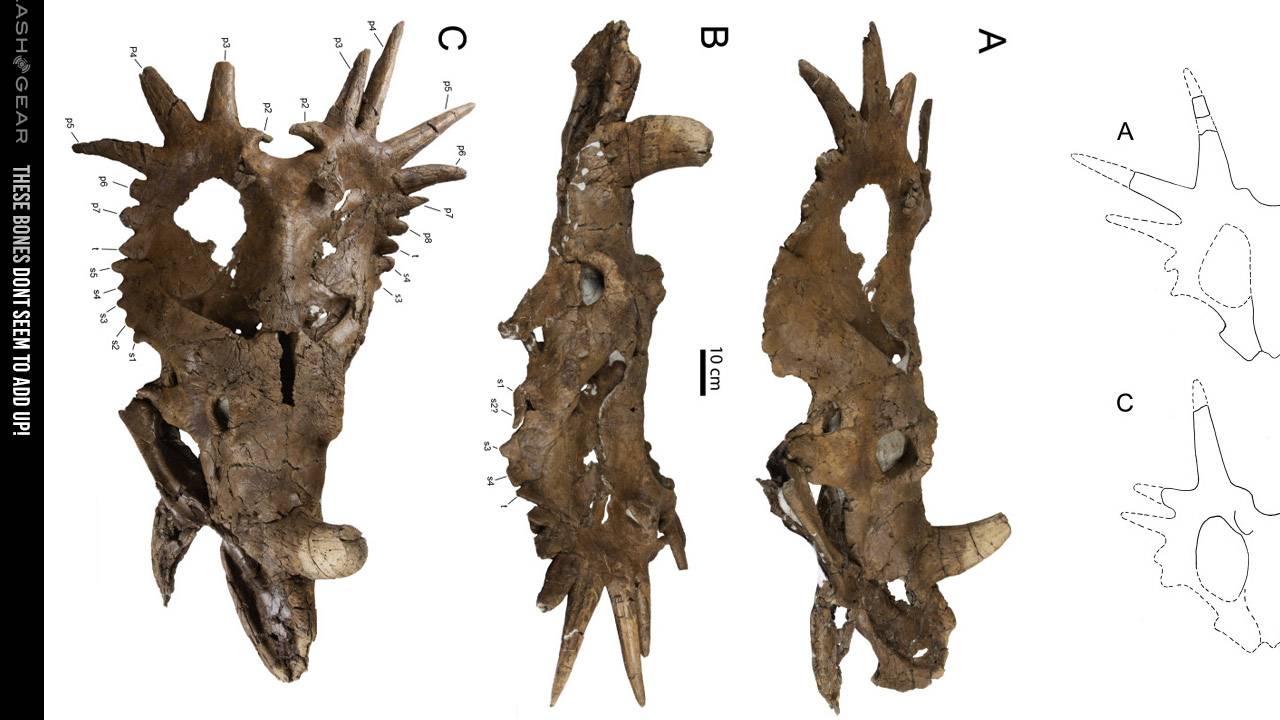 dinosaur with strong skull