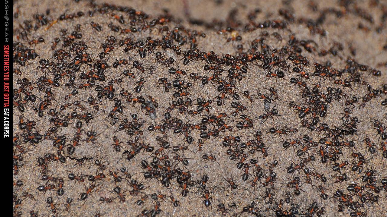 Cannibal wood ant colony survives years sealed in nuke bunker, plus a happy ending