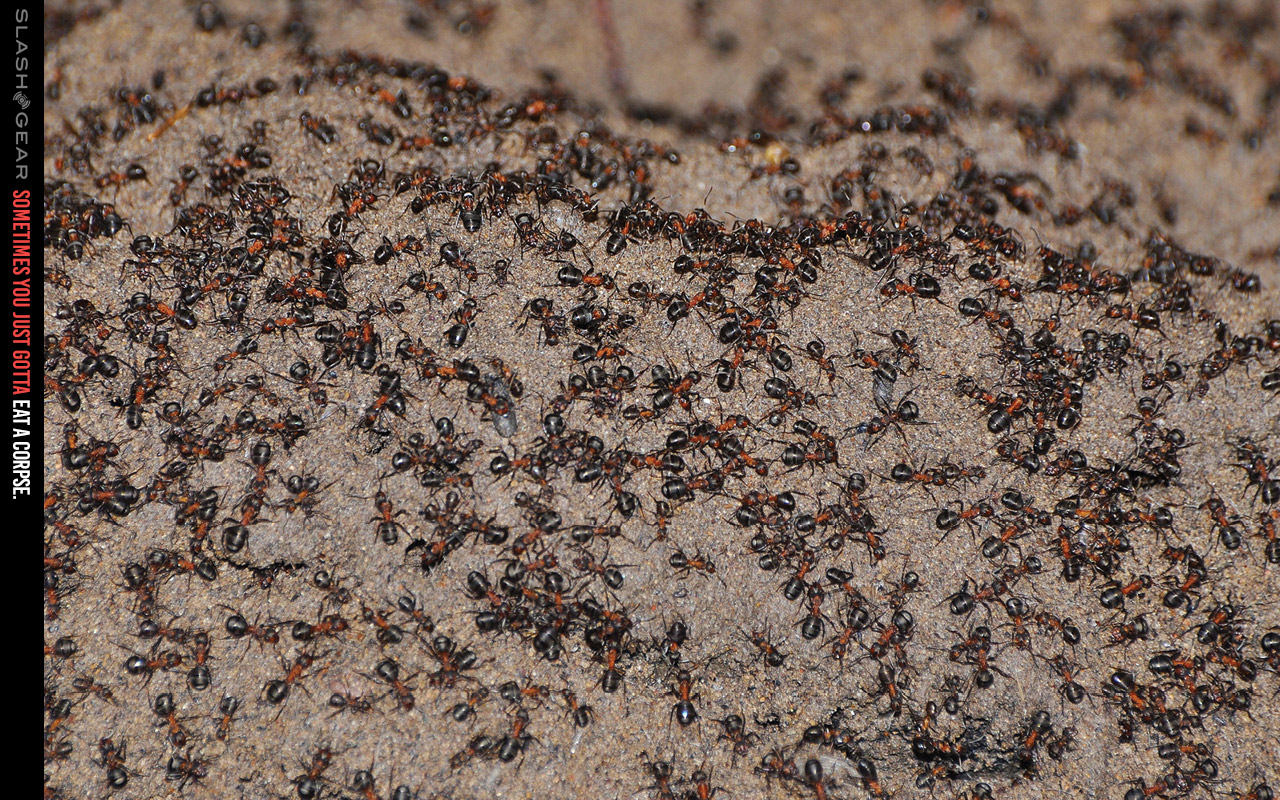 Cannibal wood ant colony survives years sealed in nuke bunker, plus a
