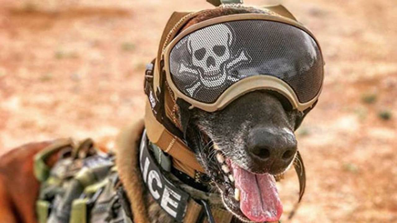 US Army combat dogs get special hats to protect their hearing
