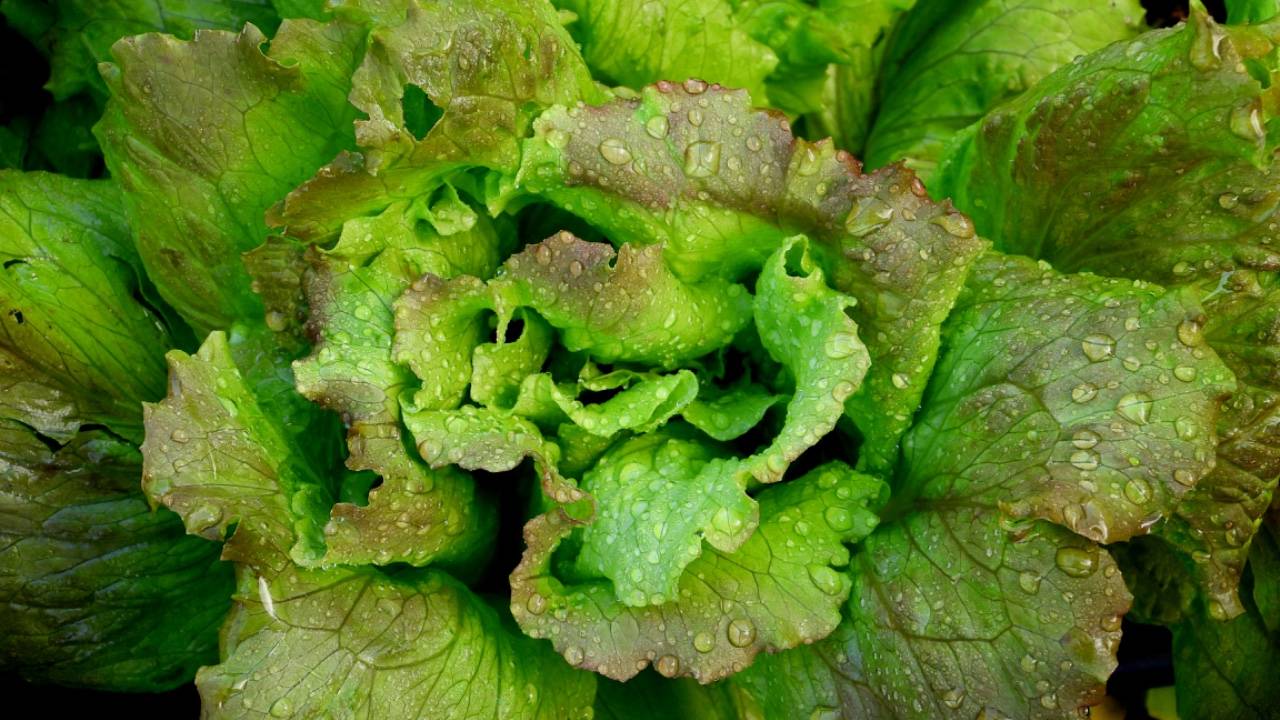 CDC links another E. coli outbreak to lettuce: Here’s what we know