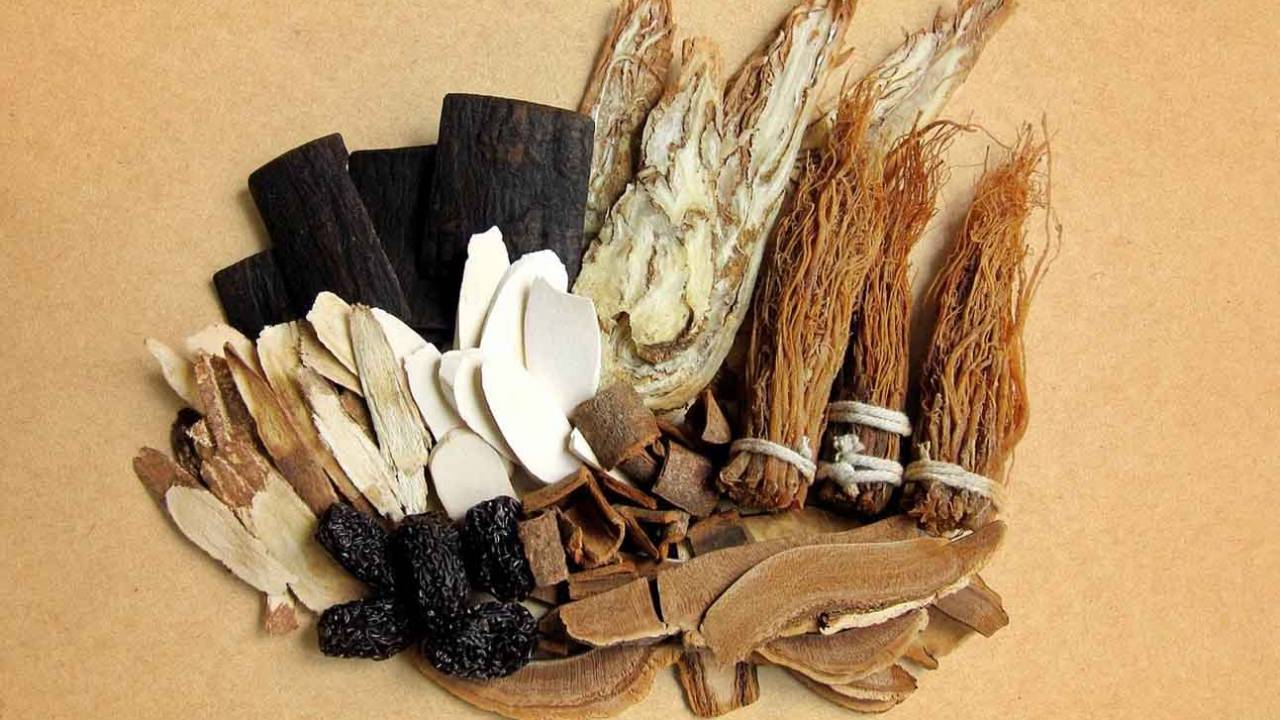 Study finds popular Chinese herb activates energy-burning brown fat