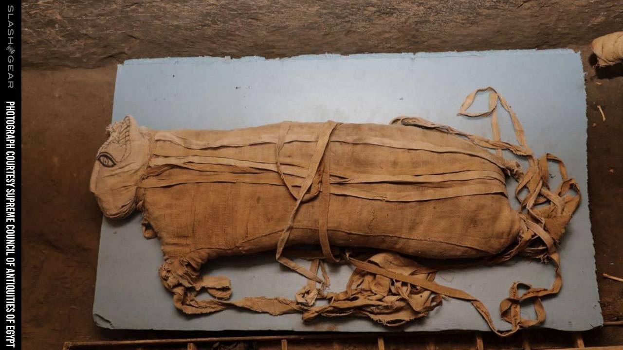 Five lion cub mummies found in Egypt: Do you know this cat goddess?
