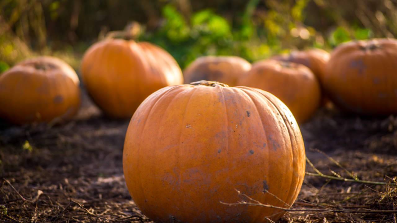 Climate change threatens to eradicate humanity’s vital wild vegetables