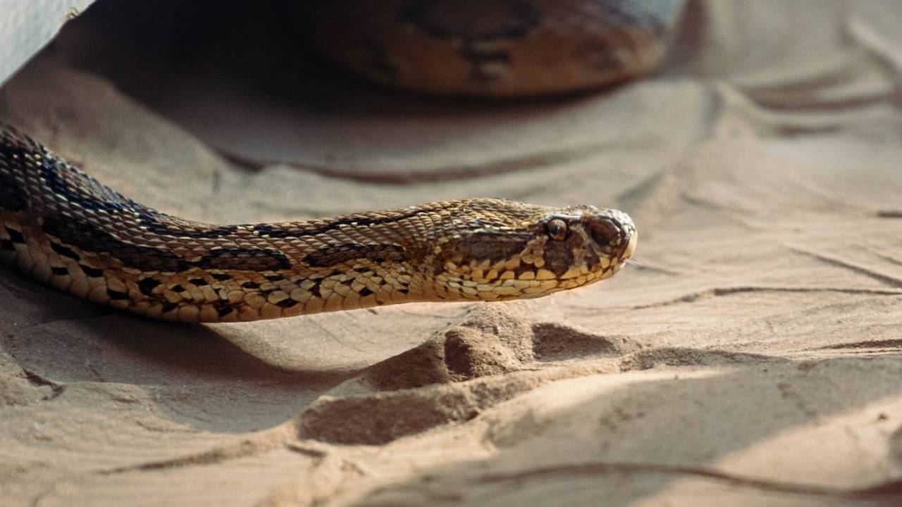 Novel coronavirus may have been transmitted to humans from snakes