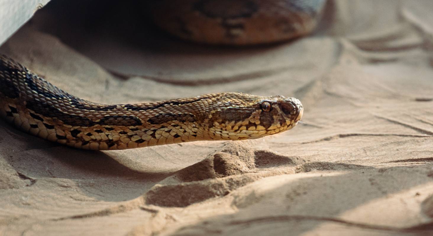 Novel coronavirus may have been transmitted to humans from snakes - SlashGear1464 x 800