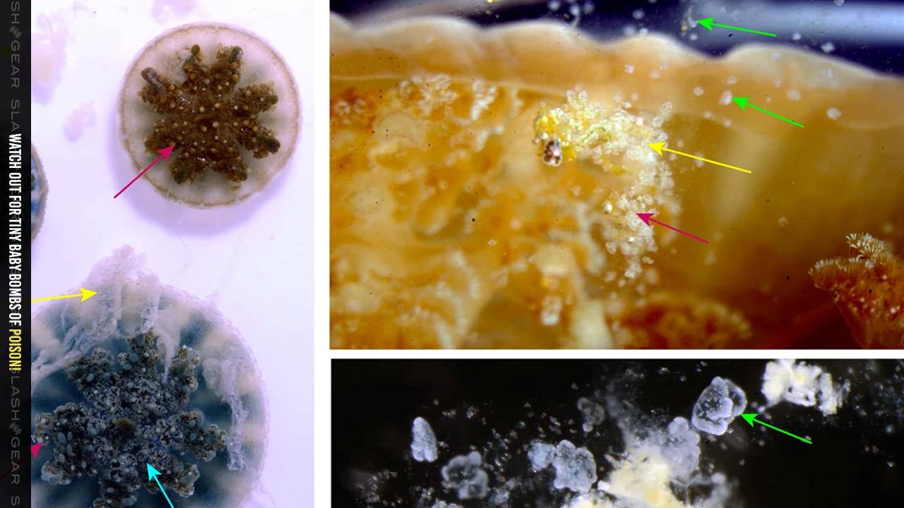 Upside-down jellyfish-deployed venom bombs remind us nature is lit