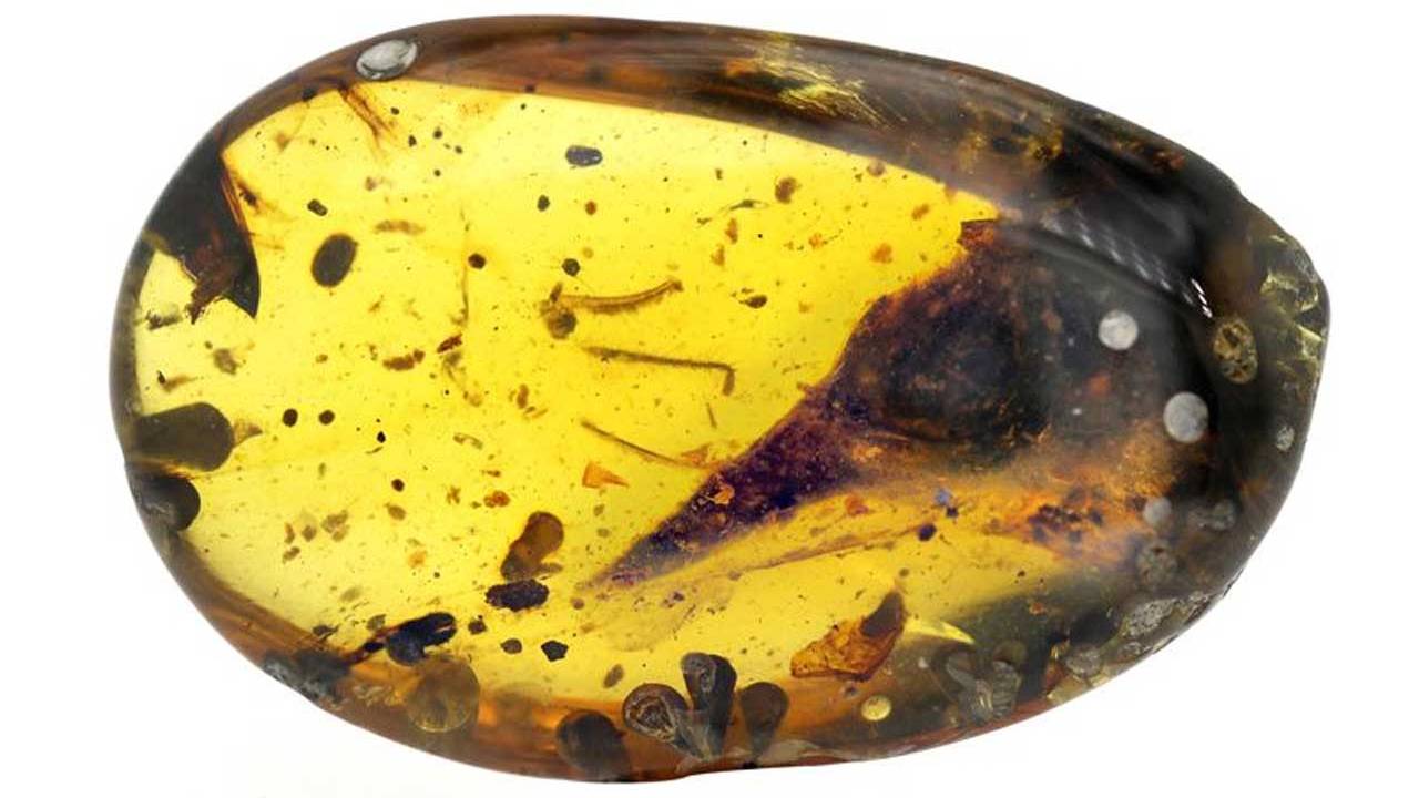 tiny dinosaur skull