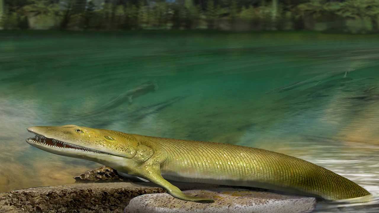 Ancient fish fossil sheds details on human hand evolution