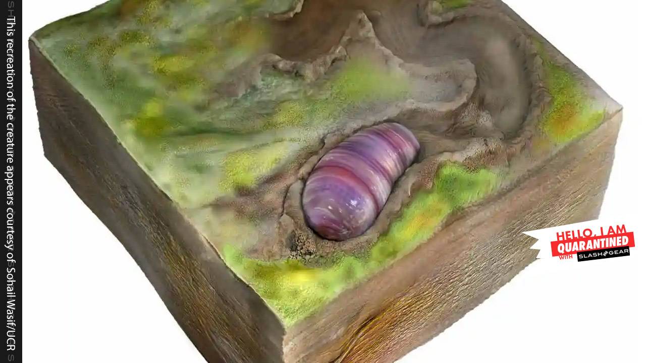 This 550m-year-old jelly bean-like creature is ancestor to all humans