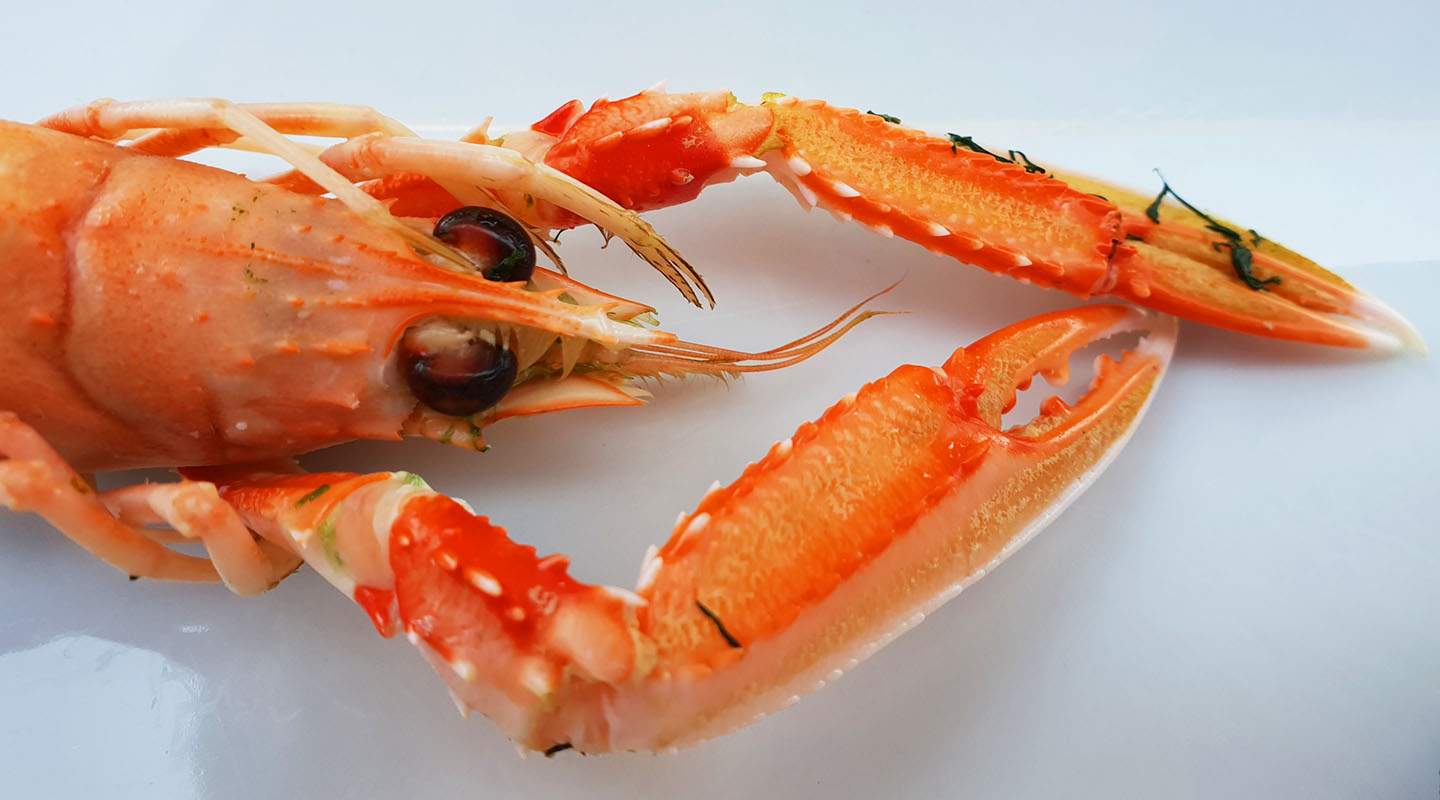 Lobsters are turning ocean pollution into harmful microplastics Biology Diagrams