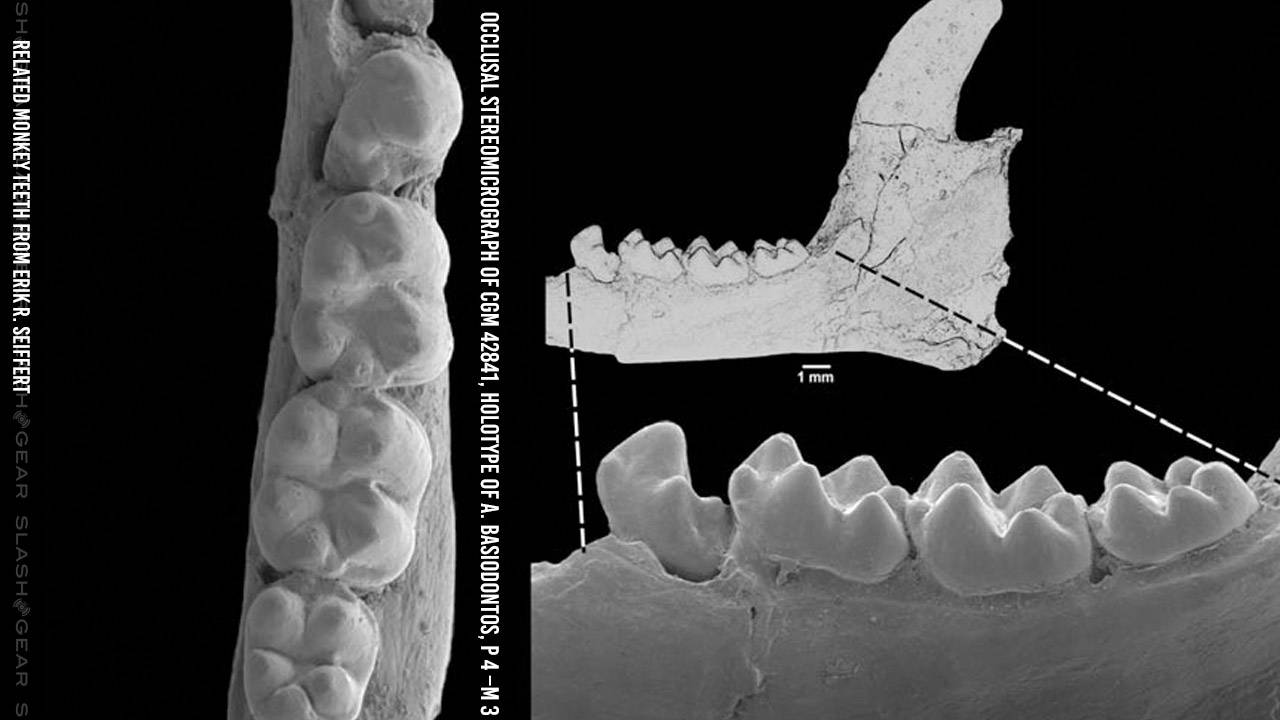 More monkey teeth say ancient ocean rafting was a real possibility