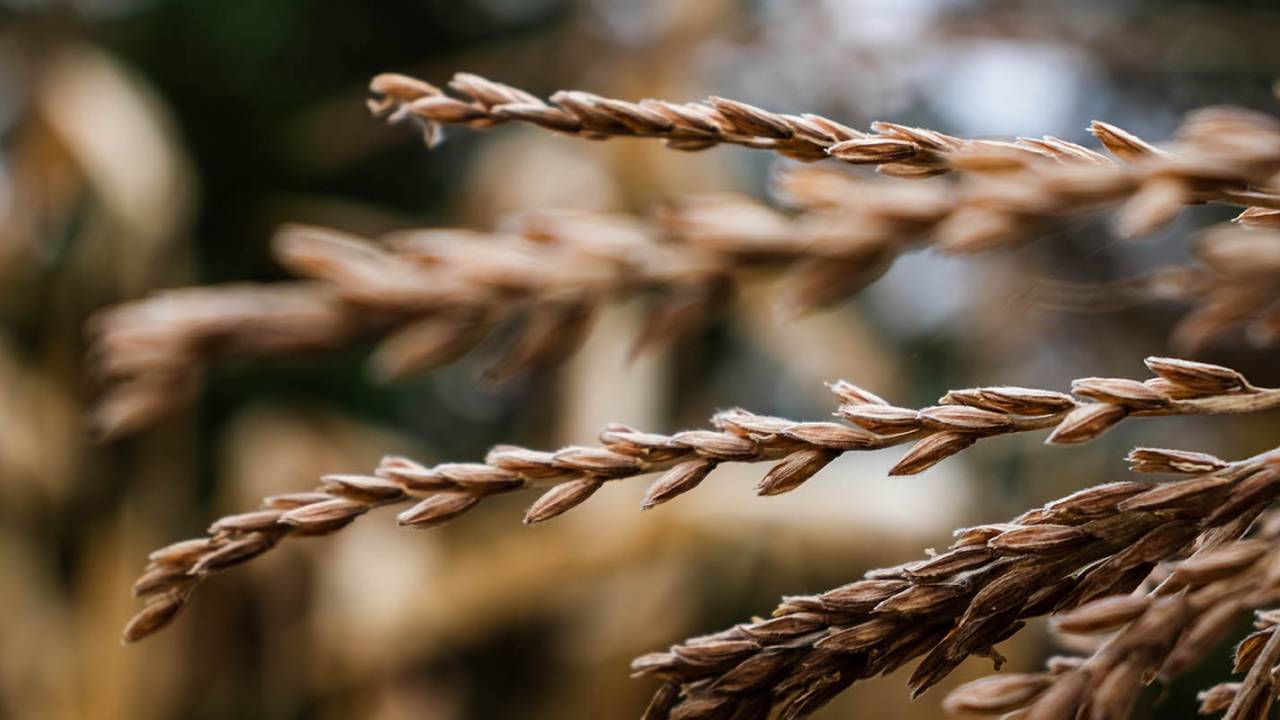 Diets high in fiber may have an important impact on breast cancer risk