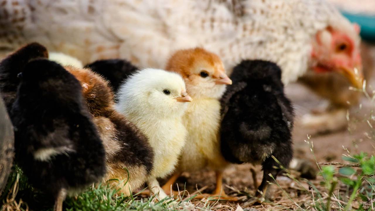 The CDC really needs you to stop snuggling chickens