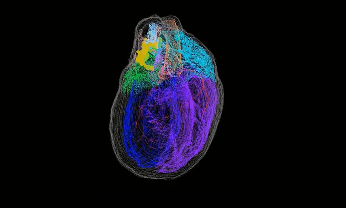 Researchers create the first 3D map of heart neurons SlashGear