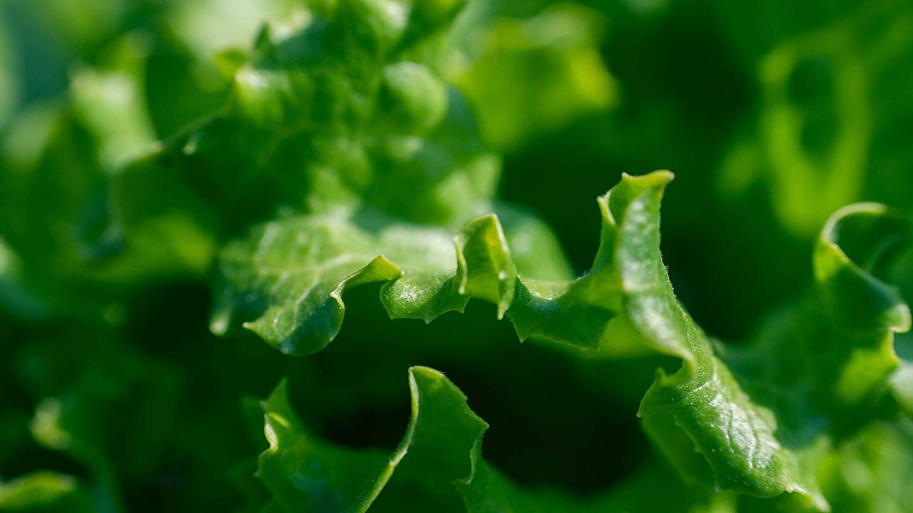 CDC warns of Midwestern parasite outbreak linked to bagged salads