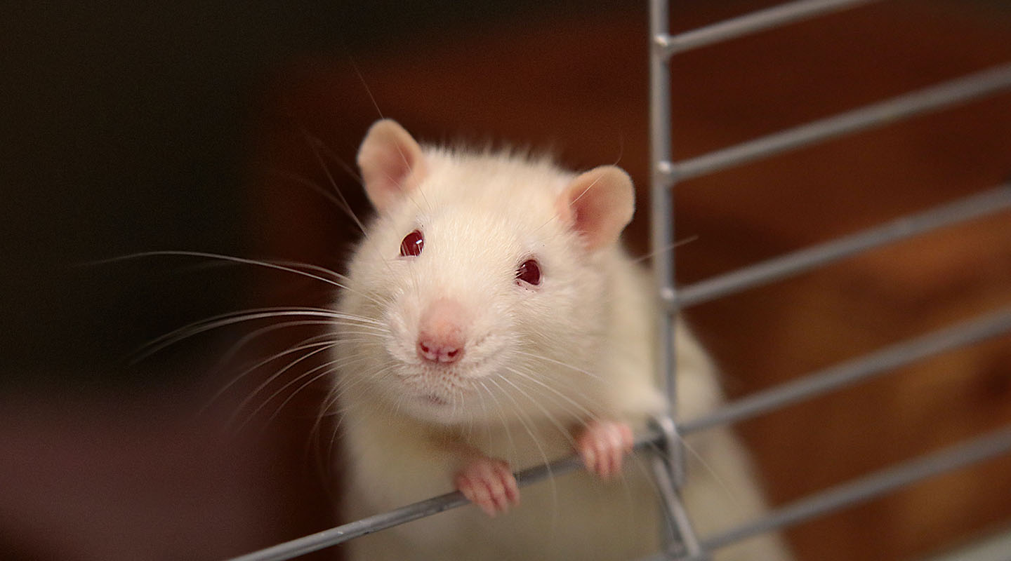 Scientists grow miniature human livers for rats using stem cells