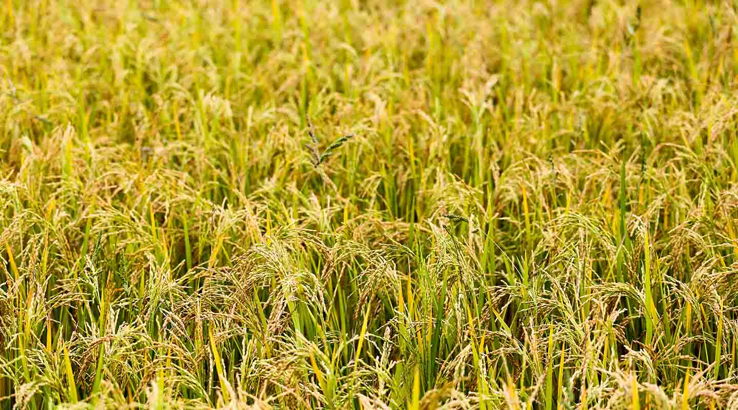Researchers genetically modified rice to replace blood pressure drugs ...