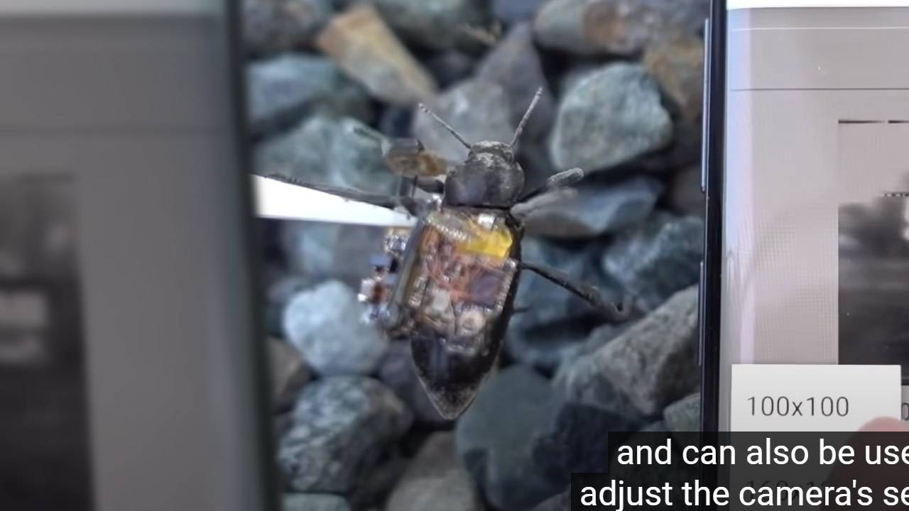 Beetle camera research shows turning tiny head better than whole body