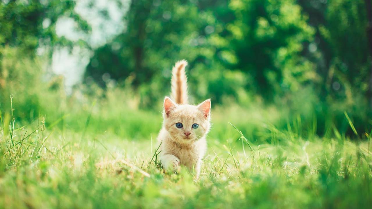 Cats were seducing humans for care more than 1,000 years ago