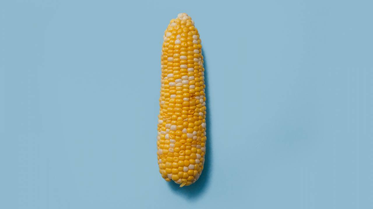modified corn features antioxidants to cool gut