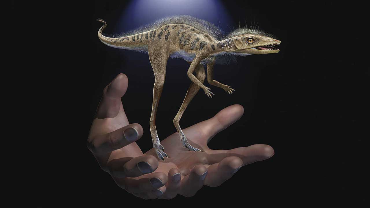 Researchers discover tiny dinosaur relative that lived 237 million years ago