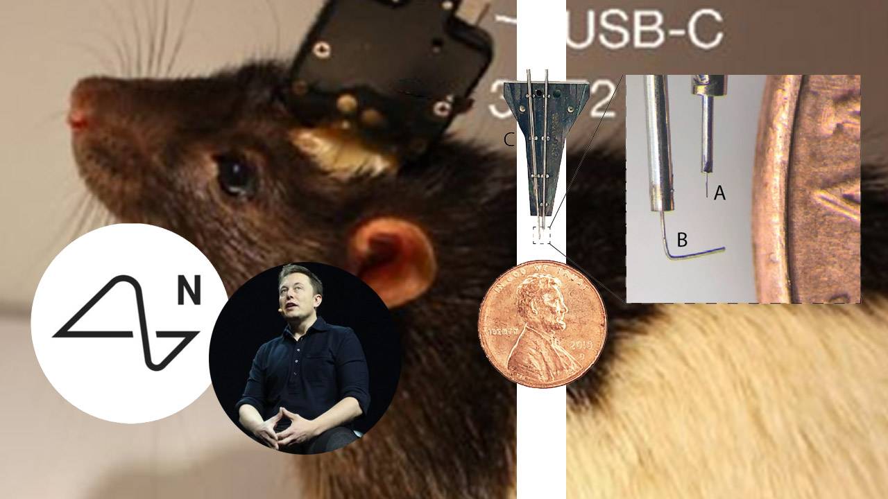 Elon Musk teased working Neuralink device: Will this rat be involved?