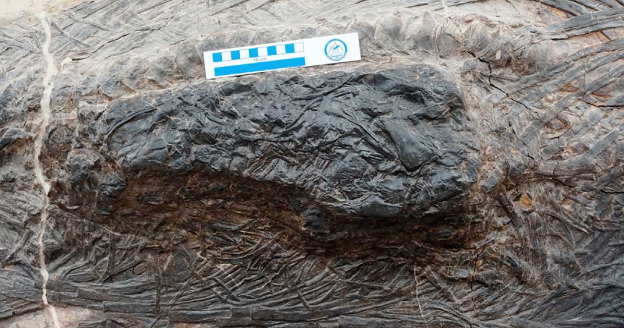Ichthyosaur fossil discovered with an intact last meal in its stomach