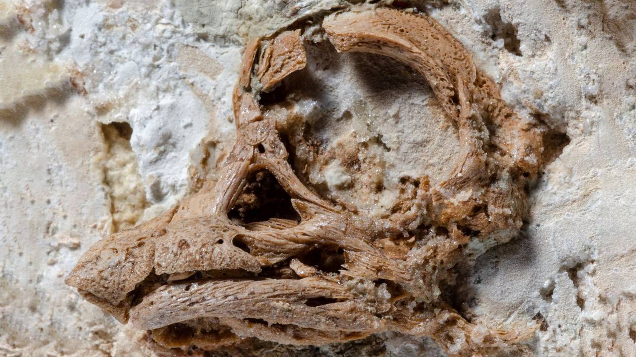 Dinosaur egg study shows surprising and new skull features