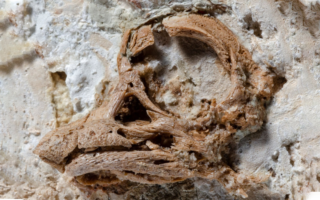 inside fossilized dinosaur egg