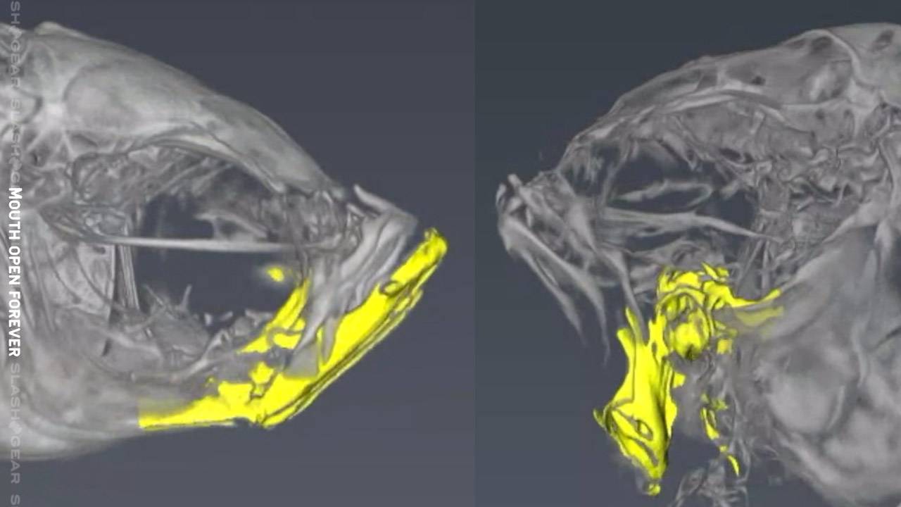 Scientists mutate fish with disturbing results