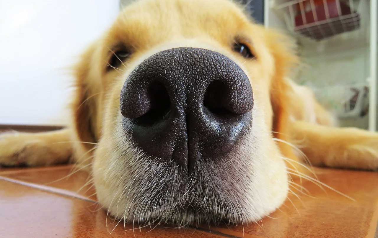 dog nose