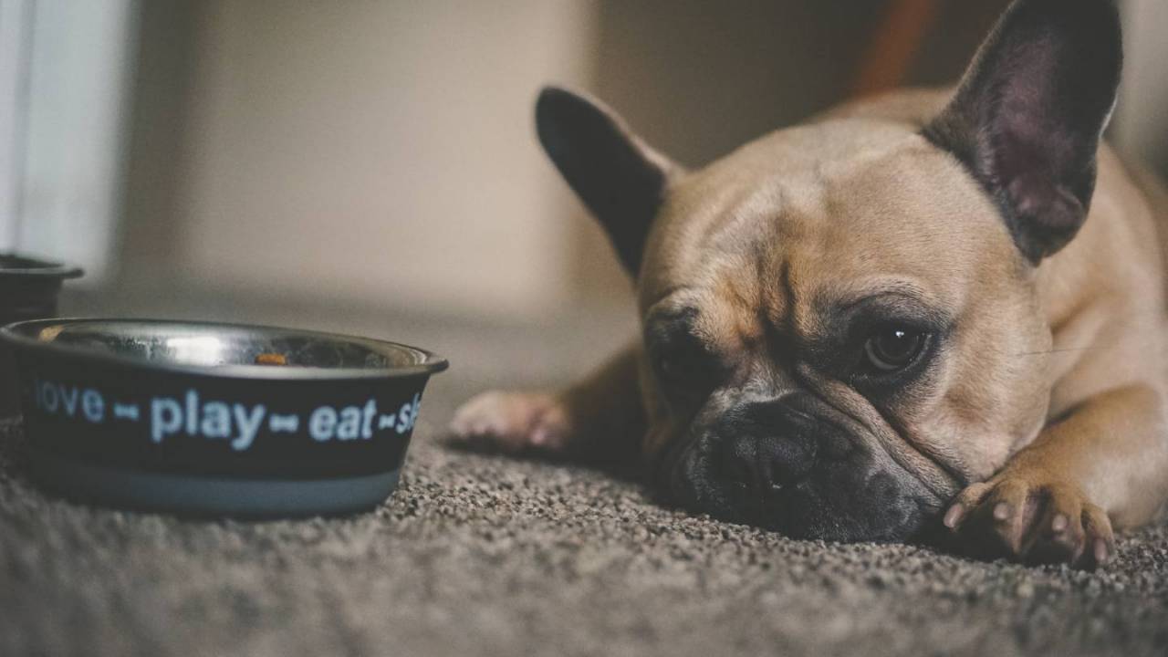 FDA warns more dog food recalled over risk to pets and humans