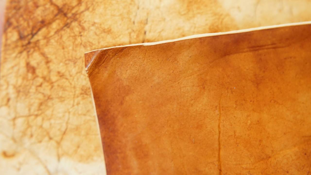 Guilt-free fungus leather beats vegan alternatives in eco-friendliness