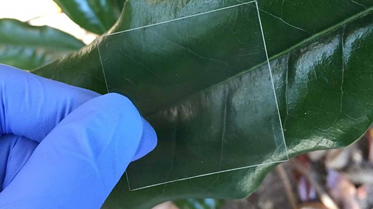 Clear Wood Could One Day Replace Glass For Some Uses Slashgear