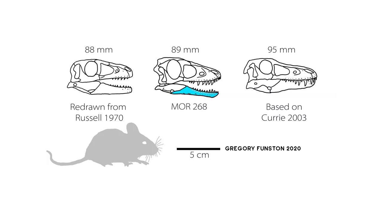 Baby t-rex bones are first of their kind and kinda cute