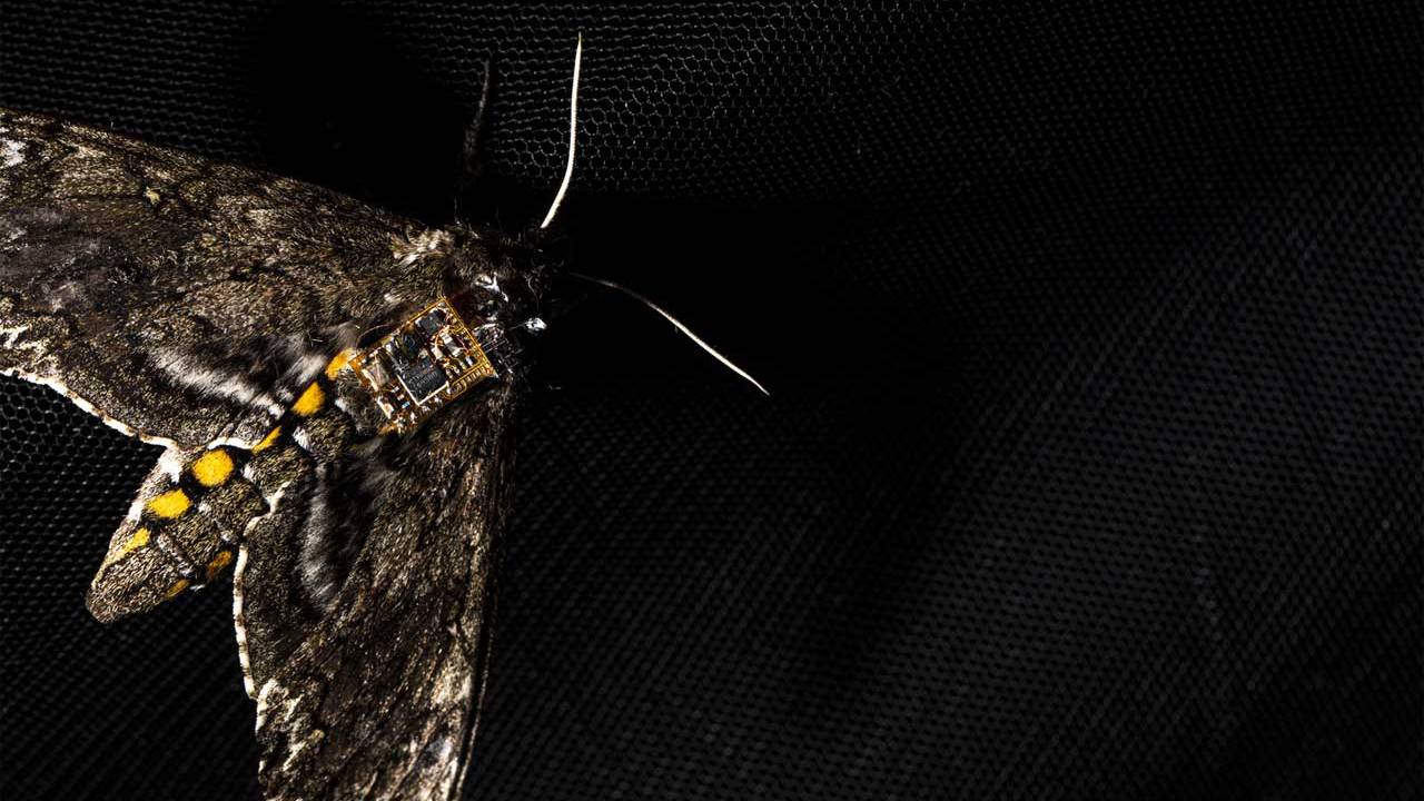Researchers harness moths to drop sensors from the sky