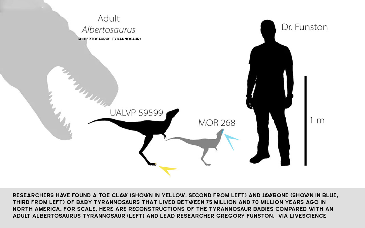 Baby T Rex Bones Are First Of Their Kind And Kinda Cute Slashgear Baby T Rex Bones Are First Of Their Kind And Kinda Cute Slashgear