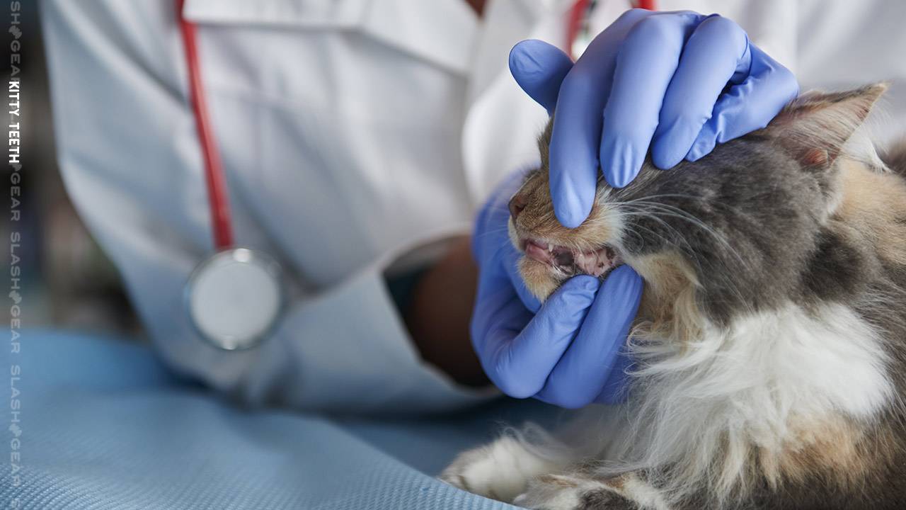 Your elderly cat’s tooth disease may soon be treatable